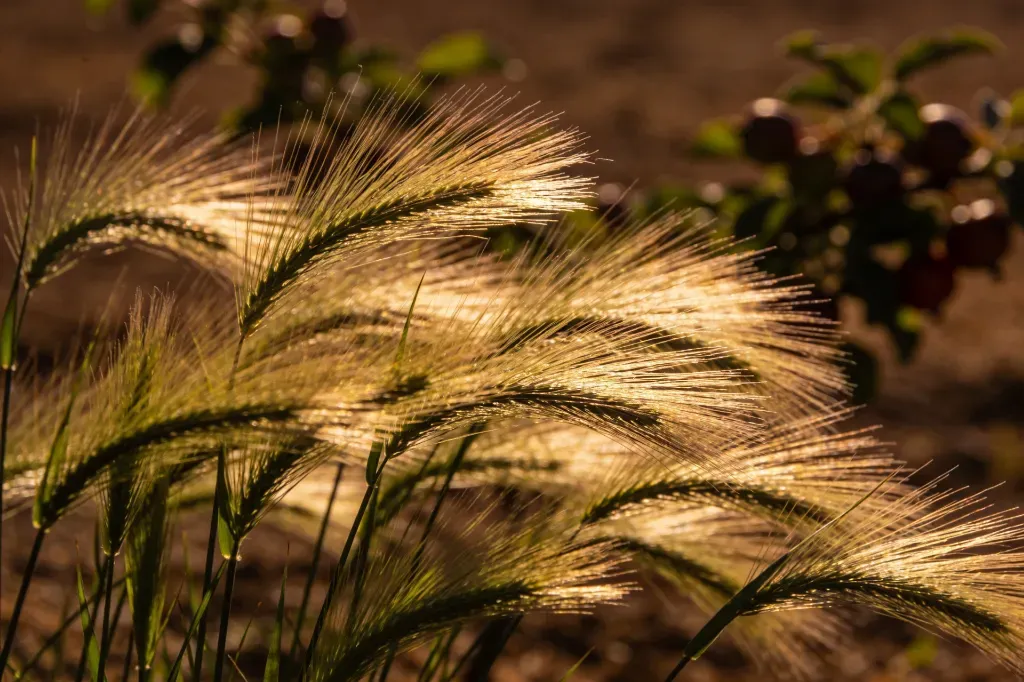 Jak przygotować ogród przydomowy na wiosnę?